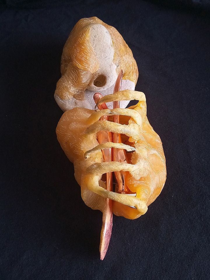 Ectoplasticone